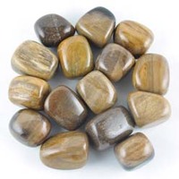 Petrified Wood Tumbled Stones [Large]