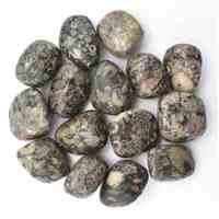 Turritella Tumbled Stones [Medium]