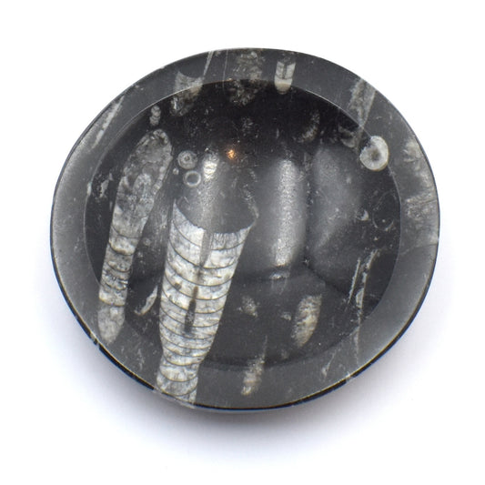 Orthoceras Bowl Carving [Medium]
