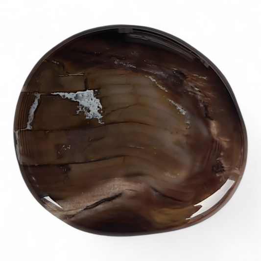 Petrified Wood Palm Stone [41-43 mm 1 pcs]