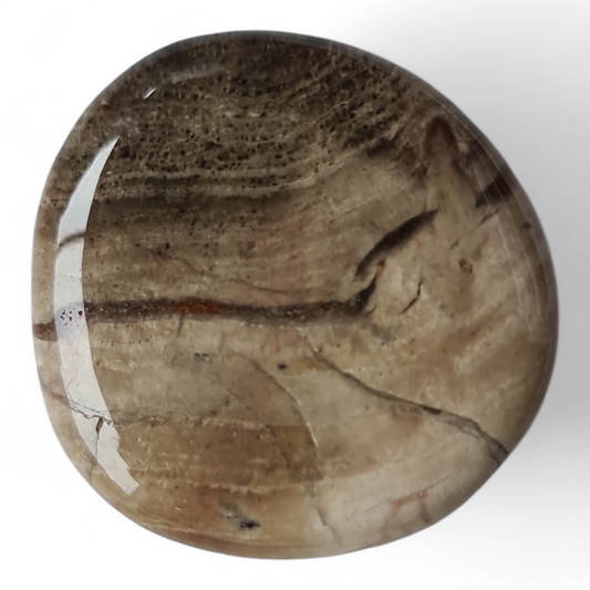 Petrified Wood Palm Stone [43-45 mm 1 pcs]