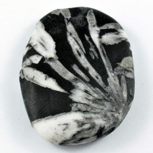 Chrysanthemum Stone Palm Stone